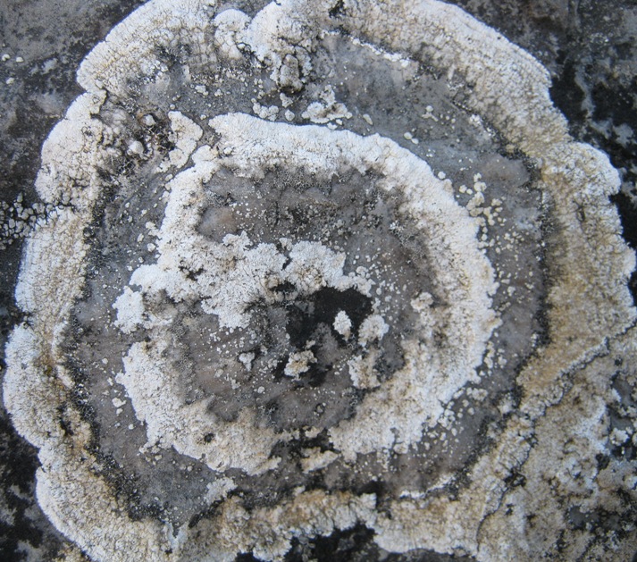 Aspicilia: Variet�